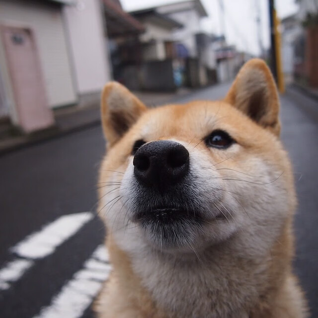 戈贝尔内线统治力全开！新疆队挑战篮网，高光表现引爆跨洋对决