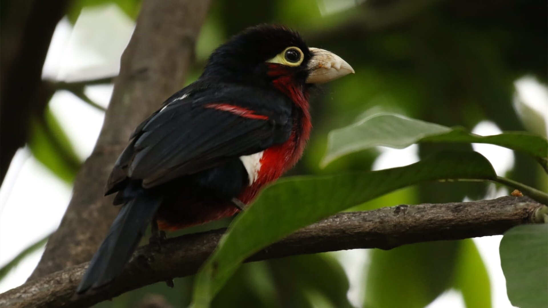 猛龙撕破篮网，小贾伦的封神一战