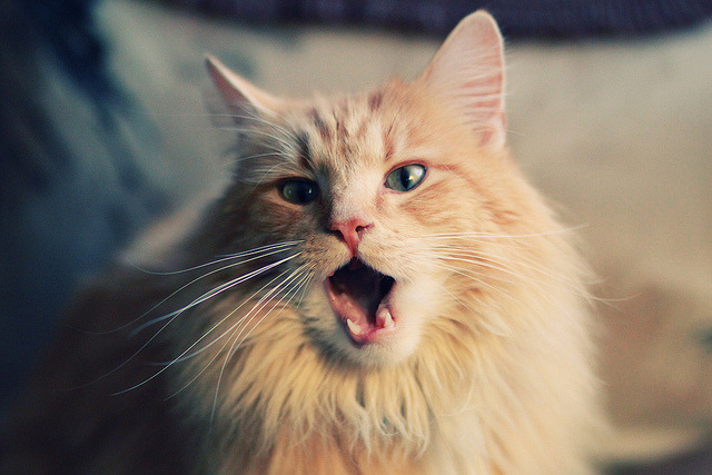 夜之博弈，当F1轮胎尖啸遇见哈登的后撤步三分