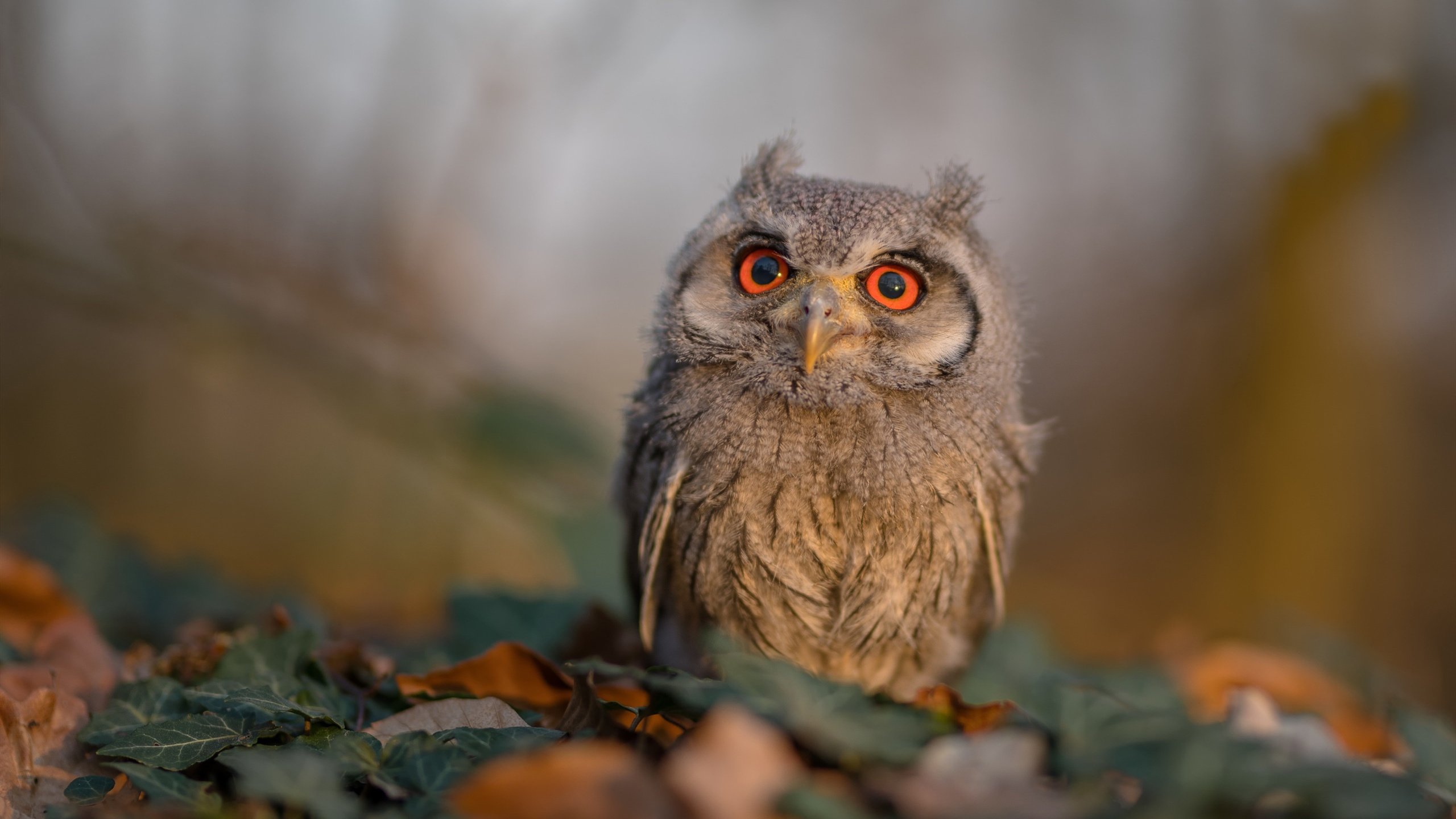开云体育官网-凯尔特人战术风暴，当篮球场刮起美加墨世界杯的团队足球旋风