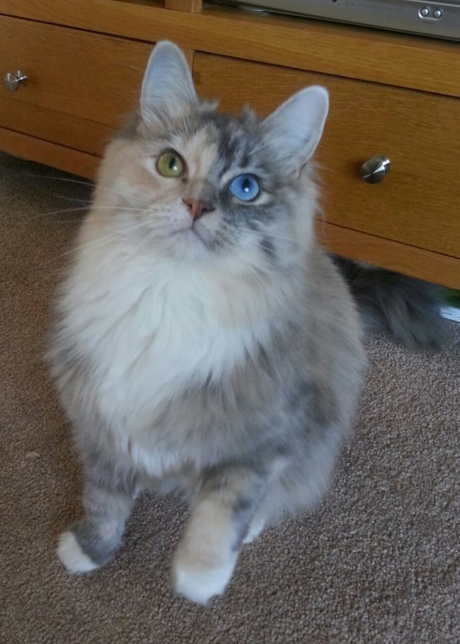 文班亚马末节暴走,太阳逆转森林狼!法国新王是怎样炼成的?