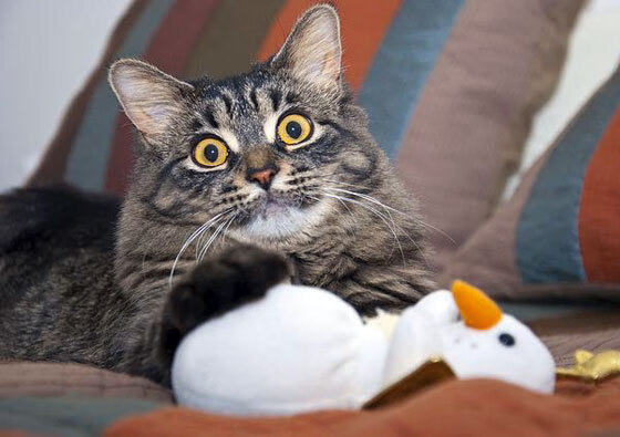 绿茵交锋与外交封锁,对抗时代的双重镜像