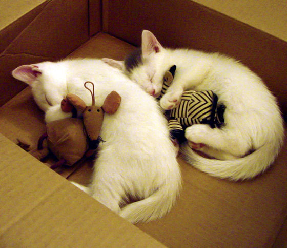 贝恩闪耀淘汰赛,爵士力克辽宁惊艳四座