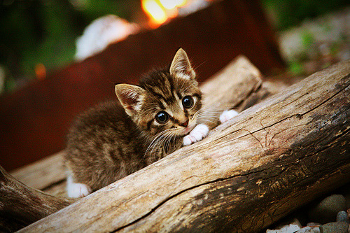 破茧,年度焦点之战,马克西于无声处听惊雷