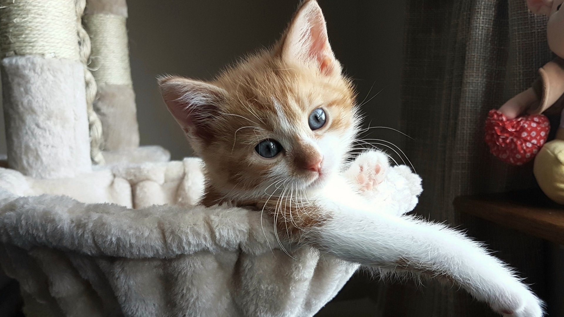 球场上的美联储，当姆巴佩成为收割比利时的金融暗码