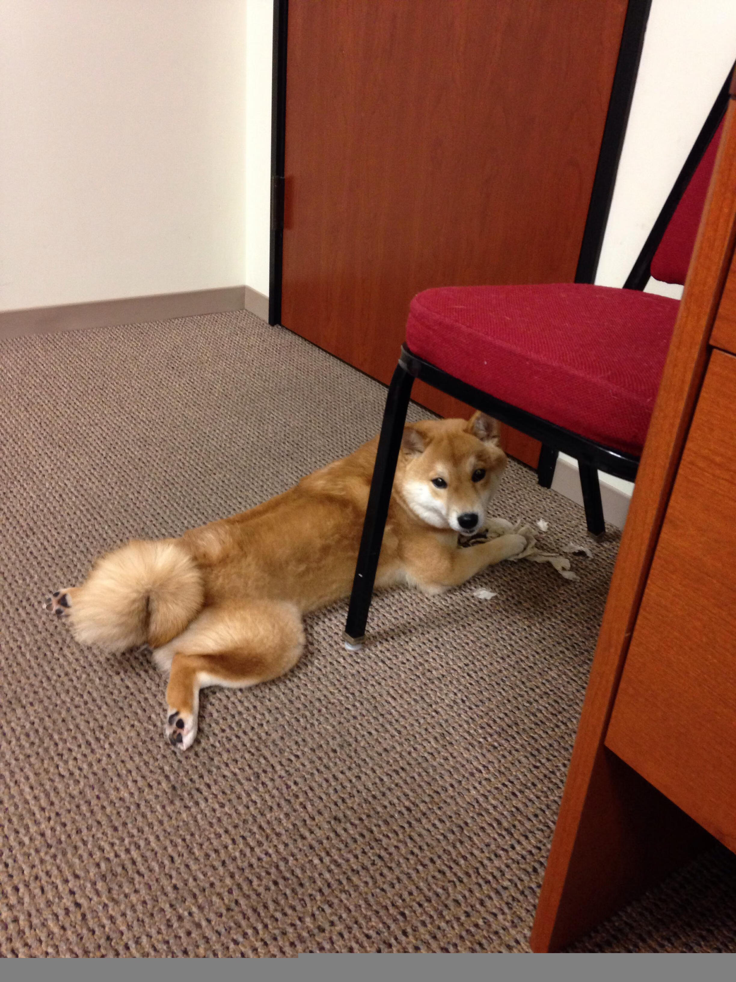 卢卡库完成自我救赎,美国碾压波兰,绿茵场上,不屈与统治的交响