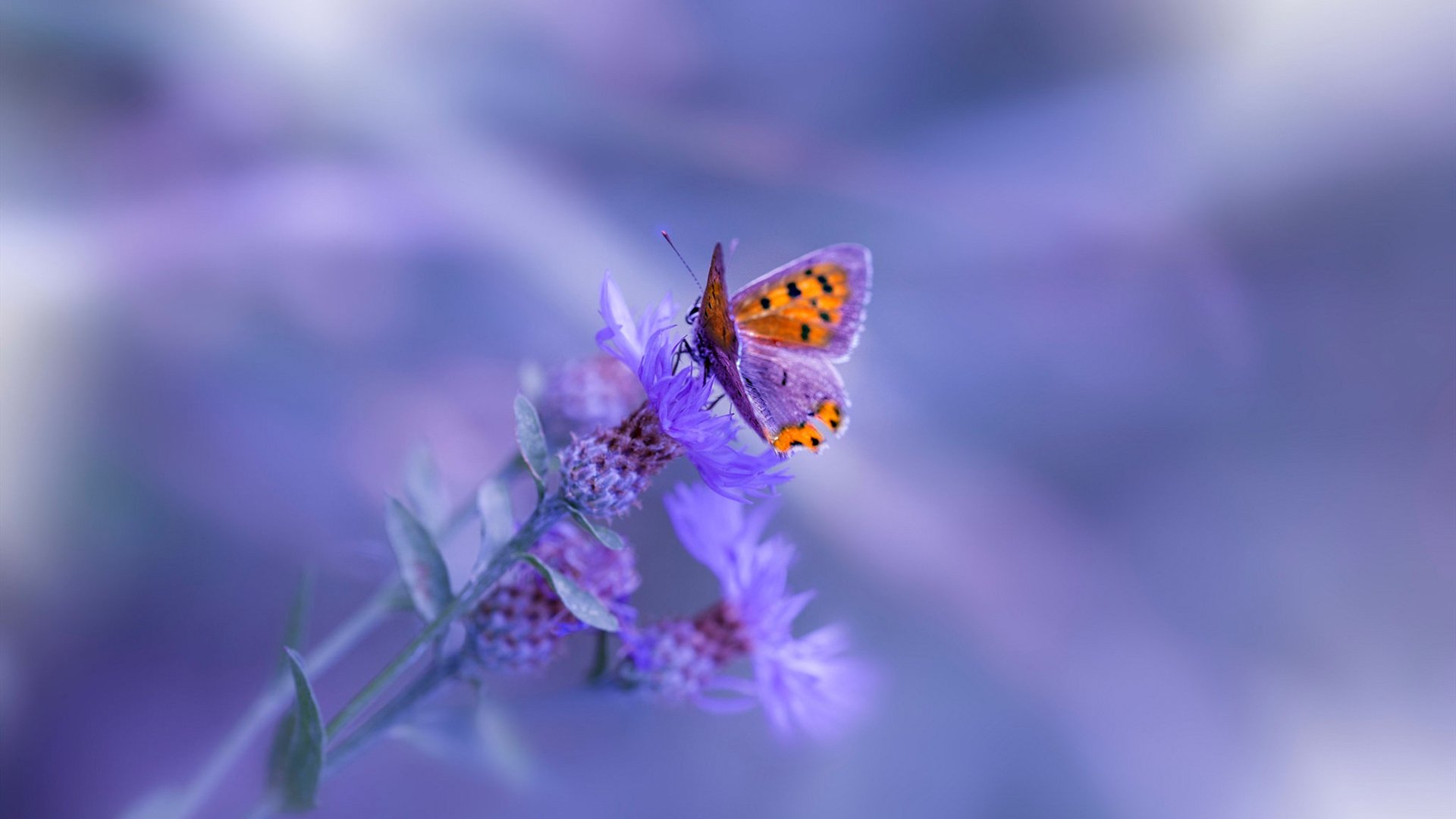 烽火连天,世界排名争夺战的单节风暴—广东队如何一节击溃黄蜂