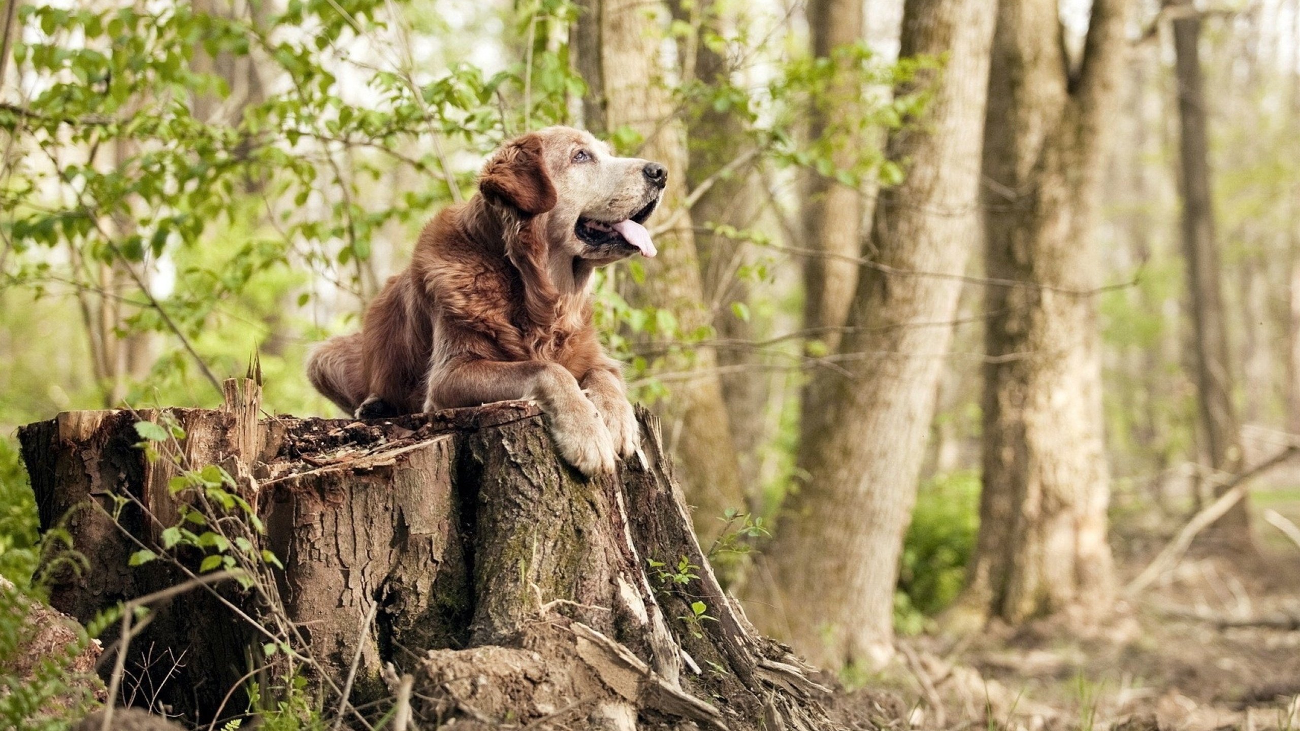 战术纪律与天才闪光,伊朗的压制与三笘薰的巨星时刻
