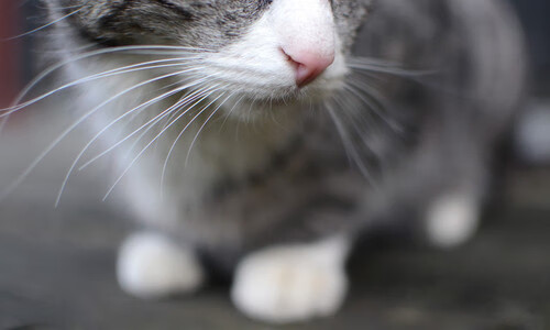 奥运周期关键焦点战，广厦队强势晋级，吉林队遗憾止步