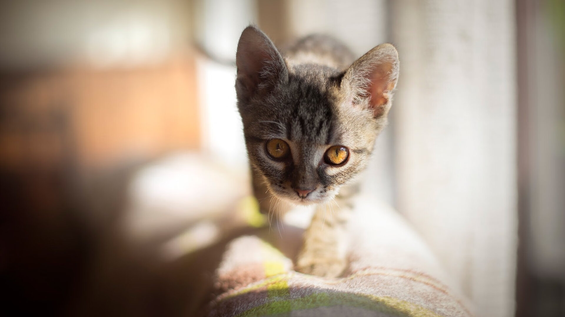 维尼修斯的无解天赋，当意式铁链遇上巴西旋风