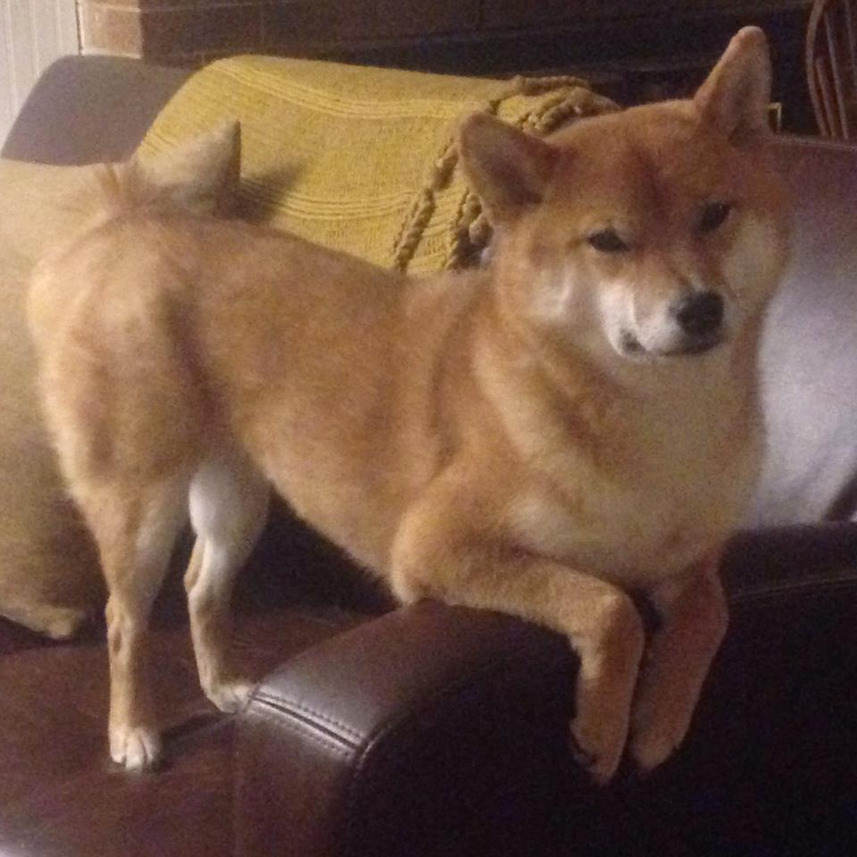 篮球双星,勇士攻克爵士,德罗赞欧冠决赛主宰赛场