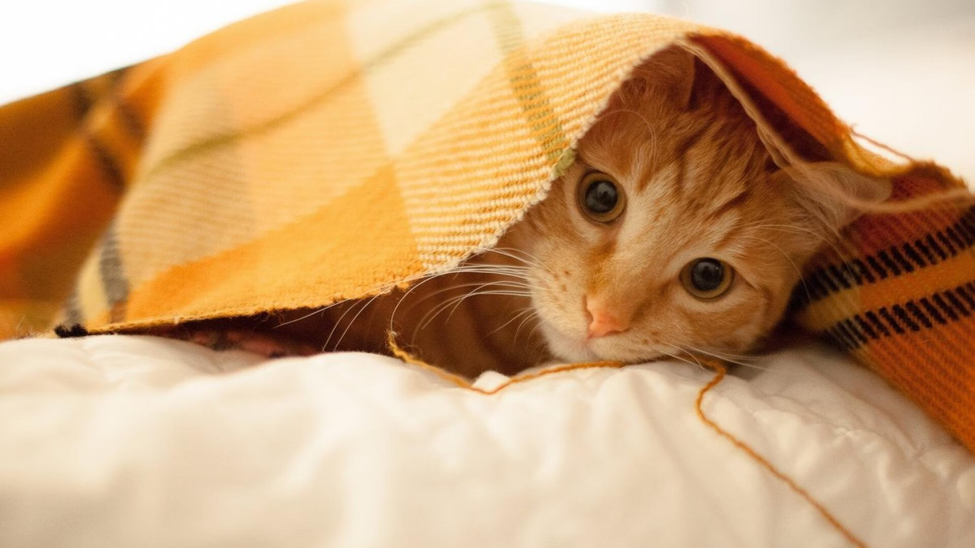 当库里燃尽苍穹时,猛龙正用东方式智慧拆解巨人