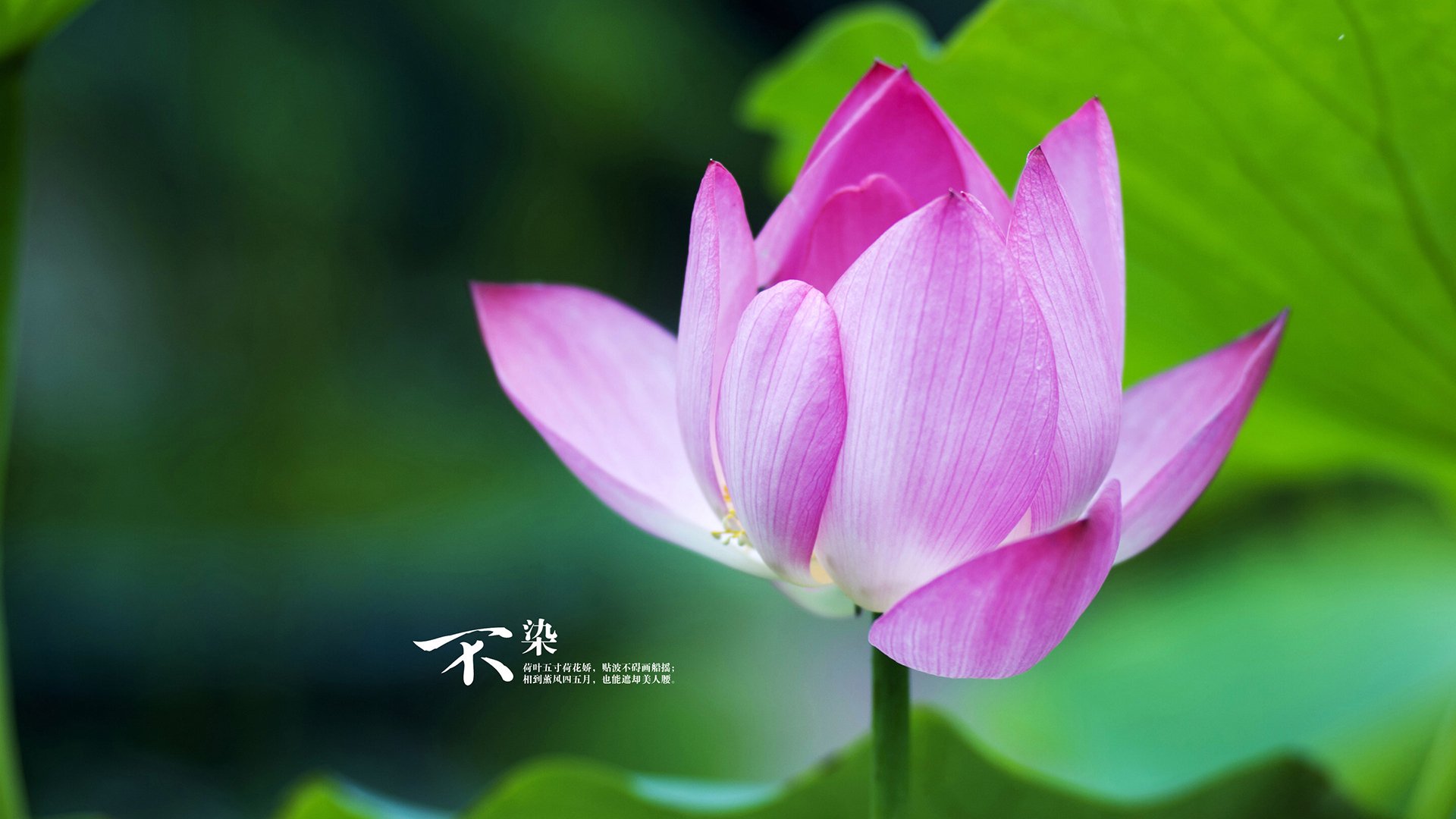 冰与火之歌，辽宁铁血防守锁定胜局，马克西奥运前夜燃爆赛场