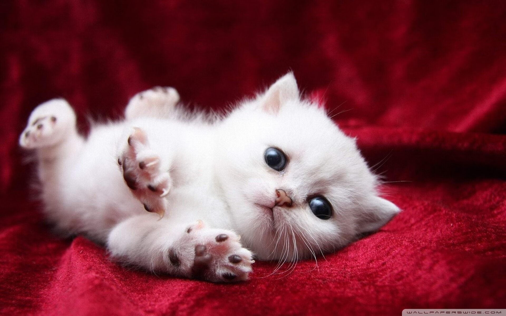 末节风暴！鹈鹕碾压式带走胜利，福克斯致命连击让北京队提前缴械